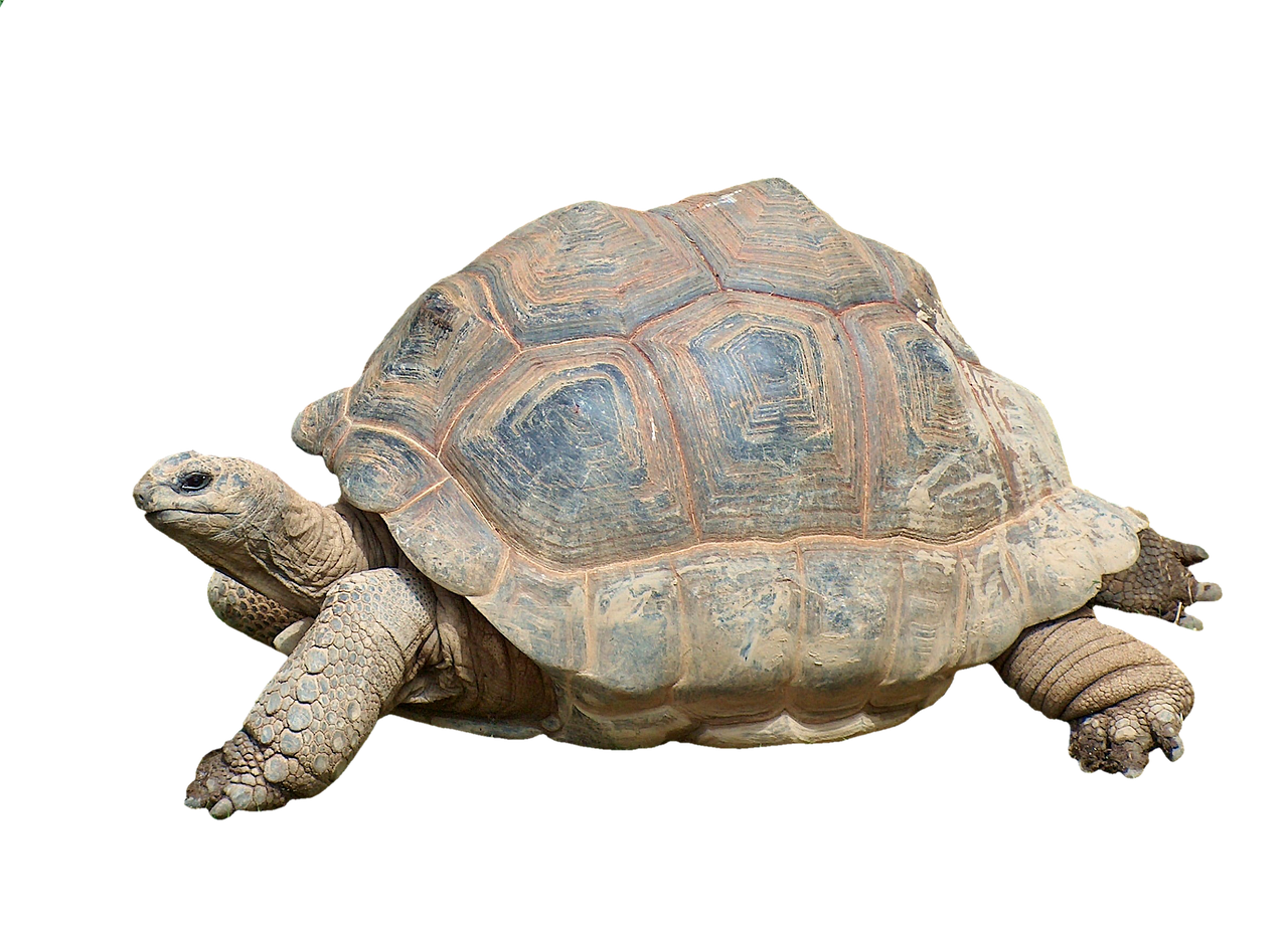 tortoise, reptile, giant tortoise, tank, old, animal, armored, nature, zoo, slow, tortoise shell, isolated, cut out