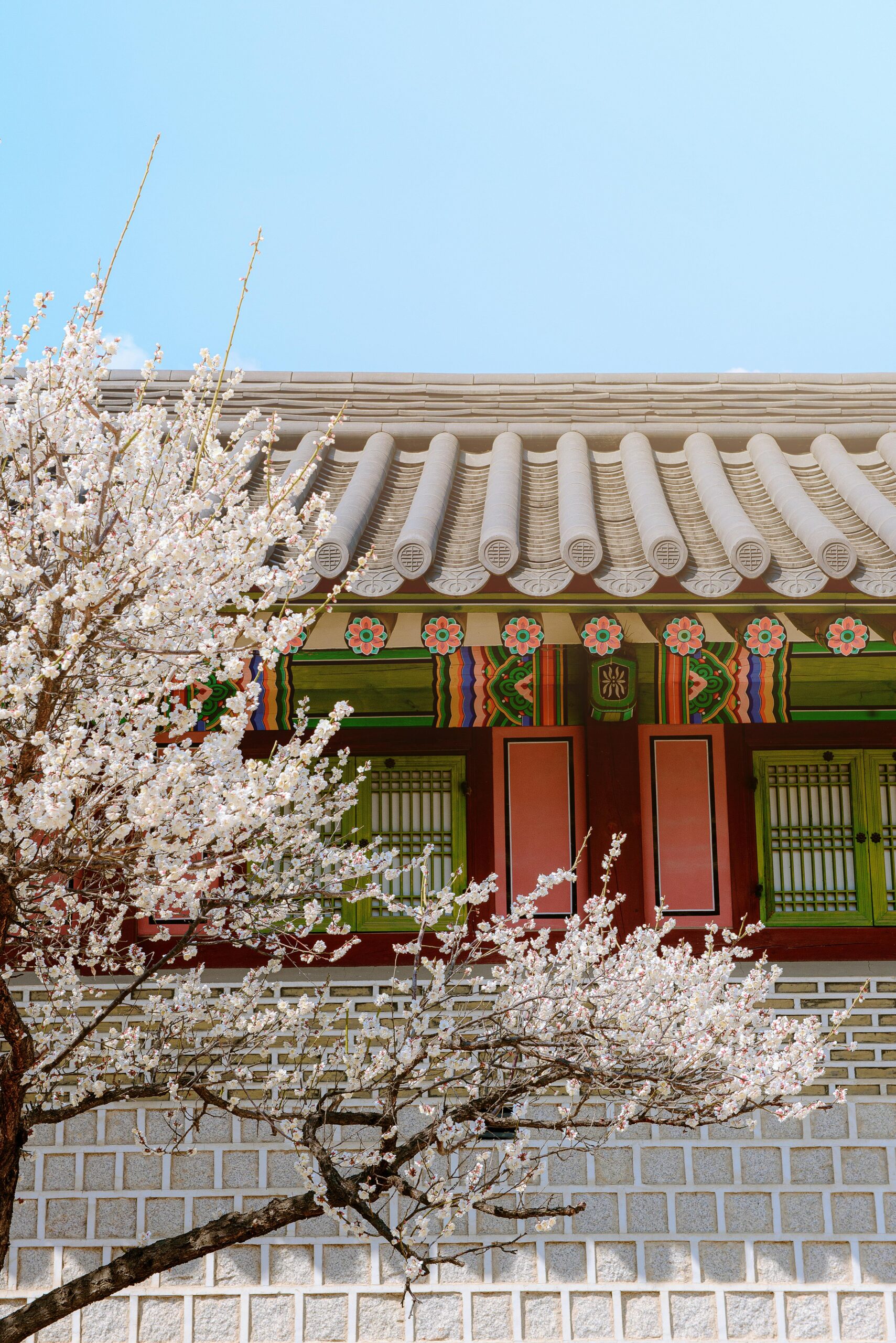 Korean palace wall adorned with cherry blossoms on a bright spring day.